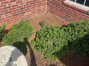 Weeding by Mike Meadows for Cecelia B. in Edmond, OK