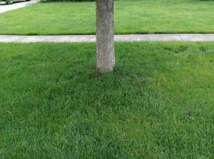 Heather R.'s Lawn Care service result