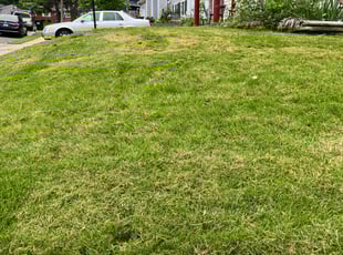 Rafael C.'s Lawn Maintenance service result