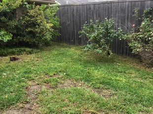 Leaf Removal by Mark Valdez for Ashley W. in Garland, TX