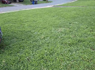 William I.'s Grass Cutting service result