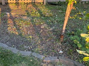 Weeding by Shawn Byers for Elliott B. in Blue Springs, MO