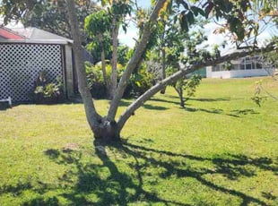 Michael C.'s Lawn Mowing service result