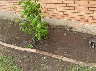 Weeding by Jessie Austin for D H. in Arlington, TX