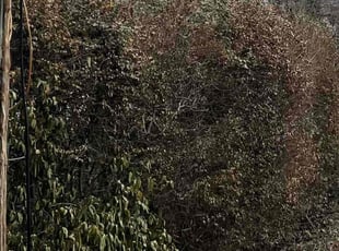 Bush Trimming by Landon Millett for Lea M. in Nashville, TN