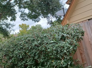 Bush Trimming by Cristián Lazo for Stephen S. in Cypress, TX