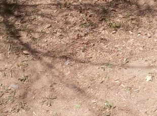 Leaf Removal by Andrew Ledbetter for Andrea M. in Wheat Ridge, CO