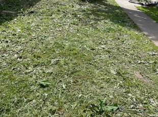 Bush Trimming by Kenneth Walton for Katrina P. in Minneapolis, MN