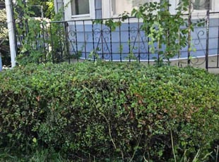 Cleanups by Efrain Colon for Kanayo U. in Staten Island, NY