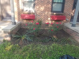 Weeding by James Jarrell for Elizabeth S. in Norman, OK