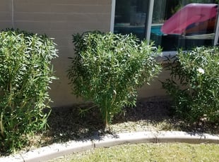 Bush Trimming by Jacob Tyler for Eddie L. in Scottsdale, AZ