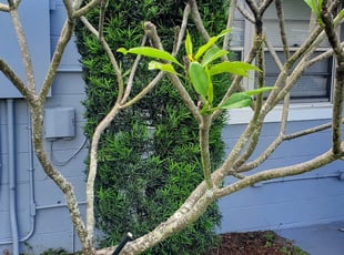Bush Trimming by Leandro Lobo for Amber W. in Orlando, FL
