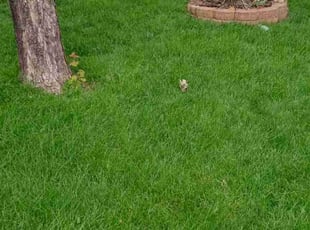 Randall O.'s Yard Cutting service result
