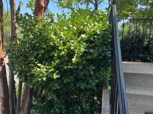 Bush Trimming by Kāäs Llc for Rosa W. in Sterling, VA