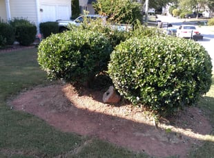 Bush Trimming by Charles Striedinger for Justin S. in Marietta, GA