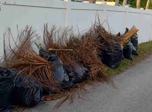 Leaf Removal by Geno Greewald for Lauren T. in Hollywood, FL