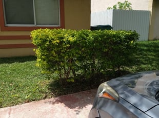 Bush Trimming by Luis Cano for Doretta D. in Miami, FL