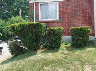 Bush Trimming by Ronald Jacobs for Cheri C. in Cincinnati, OH