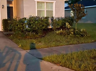 Bush Trimming by Terry Lampo for Camellia M. in Groveland, FL