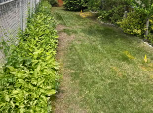 Leaf Removal by Harry Figueroa for Wendy G. in Springfield, MA