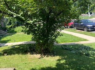 Bush Trimming by David Featherstone for Robert O. in Lanham, MD