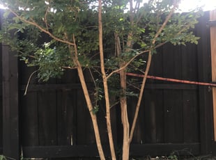 Weeding by Adan Molina for Jen C. in Garland, TX