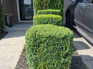 Bush Trimming by Robert Martin for Andrew P. in Snohomish, WA