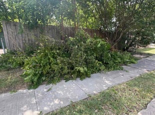 Bush Trimming by Nicole Ross for Cindy D. in Houston, TX