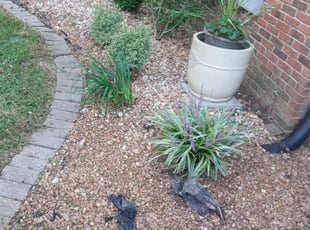 Weeding by Ulyses Sanchez for Chris F. in O'Fallon, IL