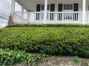 Bush Trimming by Joel Laumas for Joseph D. in Lexington, KY