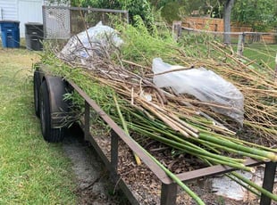 Leaf Removal by Daniel Mora for Katie C. in New Braunfels, TX