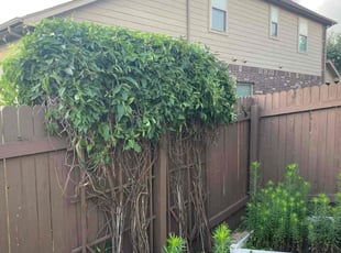 Bush Trimming by Frank Lyon for Valerie F. in Buda, TX