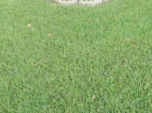 Cathy C.'s Lawn Mowing service result