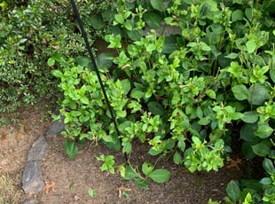 Weeding by Brandon Johnson for Eboni B. in North Potomac, MD