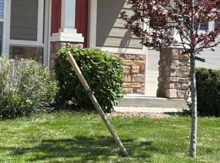 Bush Trimming by Tiffany Higgins for Dion B. in Colorado Springs, CO