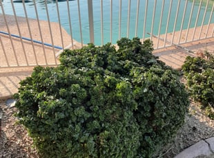 Bush Trimming by Gideon Cook for Myra M. in Glendale, AZ