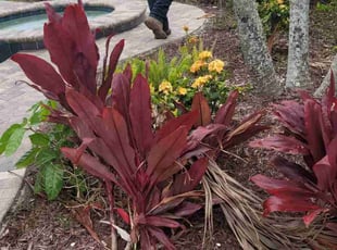 Weeding by Stephen Peffly for David m. in Treasure Island, FL