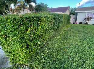Bush Trimming by Marcus Major for Mark K. in Pompano Beach, FL