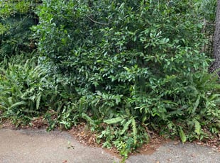 Bush Trimming by Demetree Jones for Nicholas B. in Jacksonville, FL