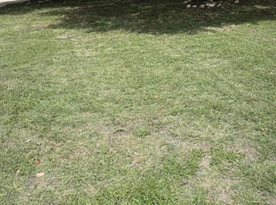 Leaf Removal by Erik de JesΓΊs Prado Sanchez for John V. in Leander, TX