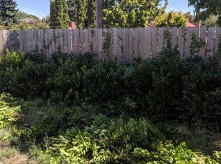 Bush Trimming by Thomas Dammann for Alex S. in Seattle, WA