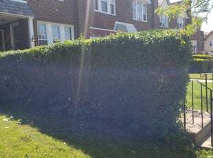 Bush Trimming by Jamil Hafeeza for Jill C. in Philadelphia, PA