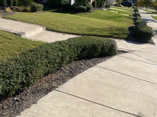 Tiffiny H.'s Grass Cutting service result