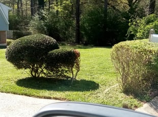 Bush Trimming by Courtland Davis for Jasmine B. in Duluth, GA