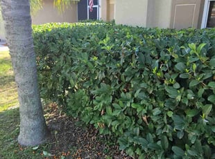 Bush Trimming by Sophia Johnson for Amanda E. in Wesley Chapel, FL