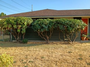Bush Trimming by Christopher Hodson for Dominique D. in Milwaukie, OR