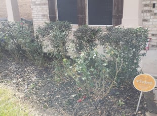 Bush Trimming by Luis Rodriguez for Chris B. in Manvel, TX