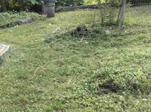 Leaf Removal by Ronald Bell for Don G. in Kansas City, MO