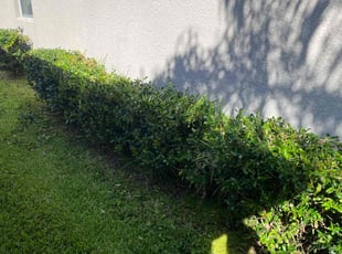 Bush Trimming by Corey Johnson for Arleah J. in Riverview, FL