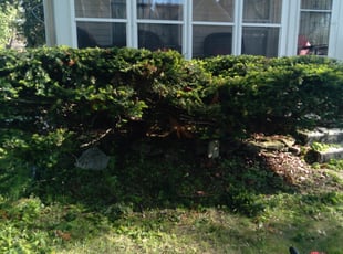 Bush Trimming by Thomas Swert for Tina F. in Toledo, OH